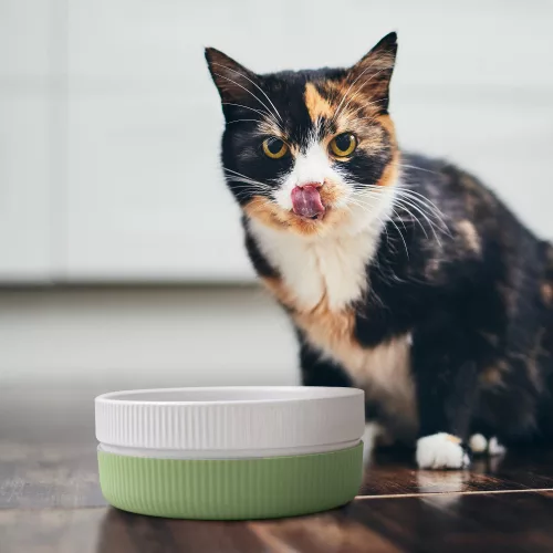 Set 2 Boluri pentru pisici si caini Navaris, Anti-aluneacare, Verde, 53411.07